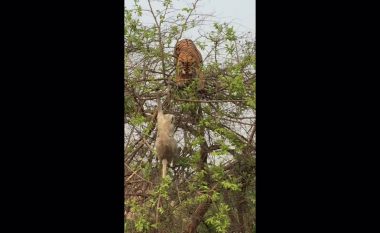 Tigri i uritur bie nga pema, duke dashur ta zë majmunin (Video)