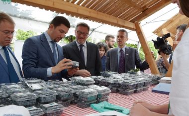 Kosova prodhon boronica cilësore
