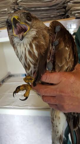 The buzzard after it was found stuck in the front of a van by staff at Swindon Car and Van with some pins in its wing. A bird of prey was hit by a van and survived for 12 HOURS with its head embedded in the front grill. See SWNS story SWBUZZARD; The large buzzard was discovered by garage workers after the driver of the rented Ford transit failed to spot it wedged in the bodywork. After ruffling its feathers they quickly realised the bird was alive - and took the grill apart to release it. The buzzard suffered a broken wing and dislocated leg but after being taken to a nearby vets is now set to make a full recovery. Stuart Andrews, rental manager of of Swindon Car and Van in Swindon, Wilts., believes the bird was stuck for more than 12 hours after hitting the van near Cardiff.