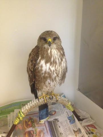 The buzzard after it was found stuck in the front of a van by staff at Swindon Car and Van. A bird of prey was hit by a van and survived for 12 HOURS with its head embedded in the front grill. See SWNS story SWBUZZARD; The large buzzard was discovered by garage workers after the driver of the rented Ford transit failed to spot it wedged in the bodywork. After ruffling its feathers they quickly realised the bird was alive - and took the grill apart to release it. The buzzard suffered a broken wing and dislocated leg but after being taken to a nearby vets is now set to make a full recovery. Stuart Andrews, rental manager of of Swindon Car and Van in Swindon, Wilts., believes the bird was stuck for more than 12 hours after hitting the van near Cardiff.