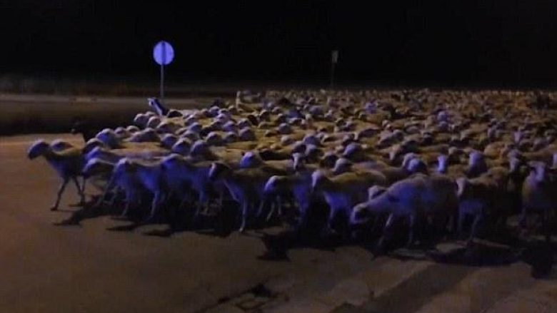 Bariun e zë gjumi, delet dalin për “shëtitje” në rrugë (Video)