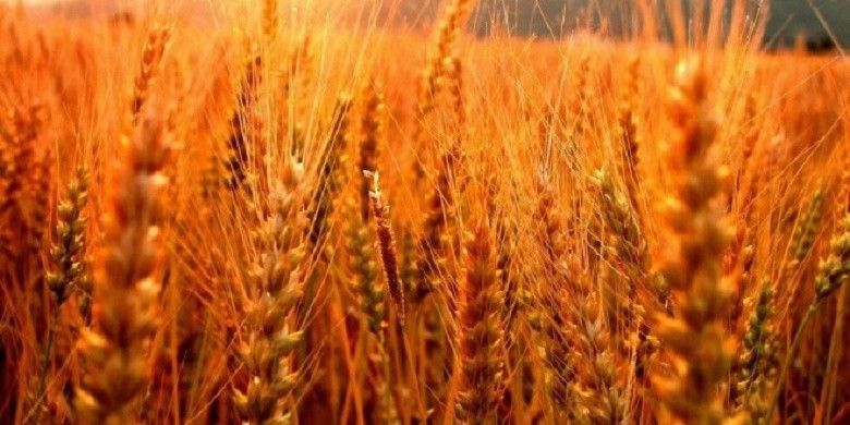 LOE: Red rust, the new disease that threatens cereals - Telegrafi ...