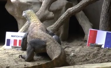 Francë-Shqipëri, nuk do të besoni çfarë parashikon iguana Arang (Video)