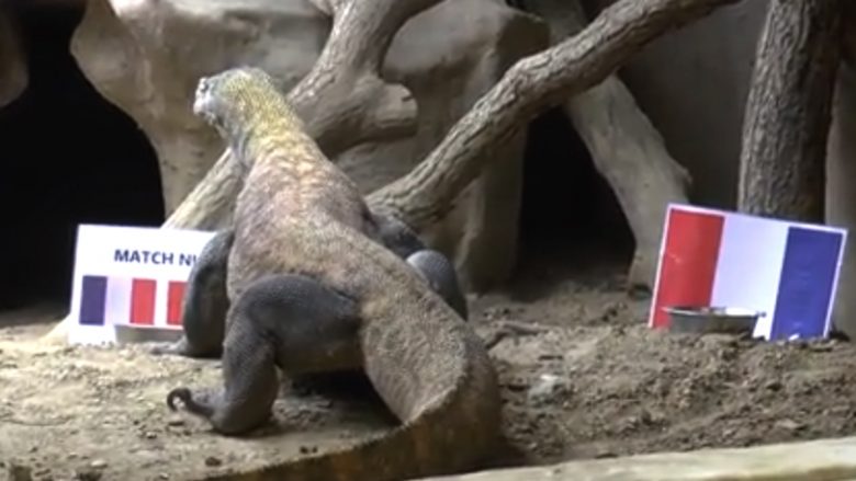 Francë-Shqipëri, nuk do të besoni çfarë parashikon iguana Arang (Video)