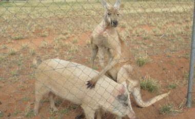 Kenguri, seks me një derrkuce në Australi (Foto)