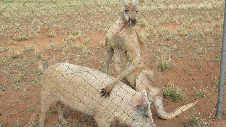 Kenguri, seks me një derrkuce në Australi (Foto)