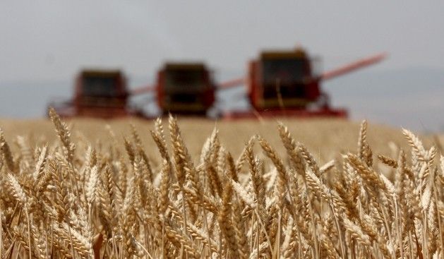 Mustafa në kombajnë (Video) Telegrafi Telegrafi