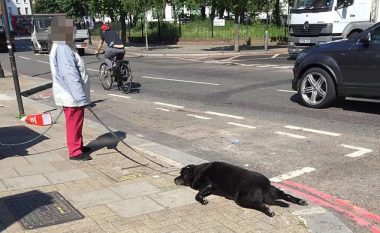 Qenin e ngordhur e tërhoqi zvarrë, para se ta braktiste në mes të rrugës (Foto)