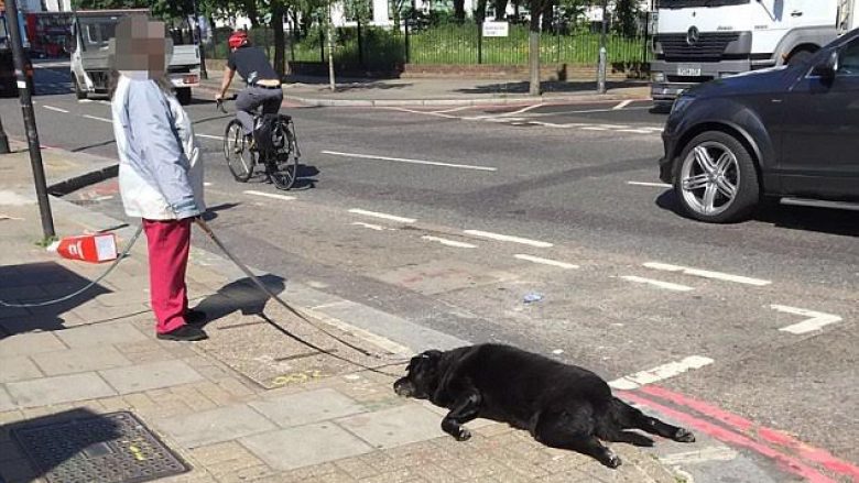 Qenin e ngordhur e tërhoqi zvarrë, para se ta braktiste në mes të rrugës (Foto)