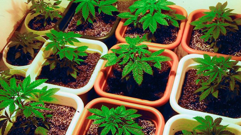 Në Prishtinë zbulohet marihuanë e mbjell nëpër vazo të luleve