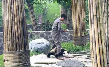 Panda simpatike që e do kujdestarin më shumë se ushqimin! (Video)