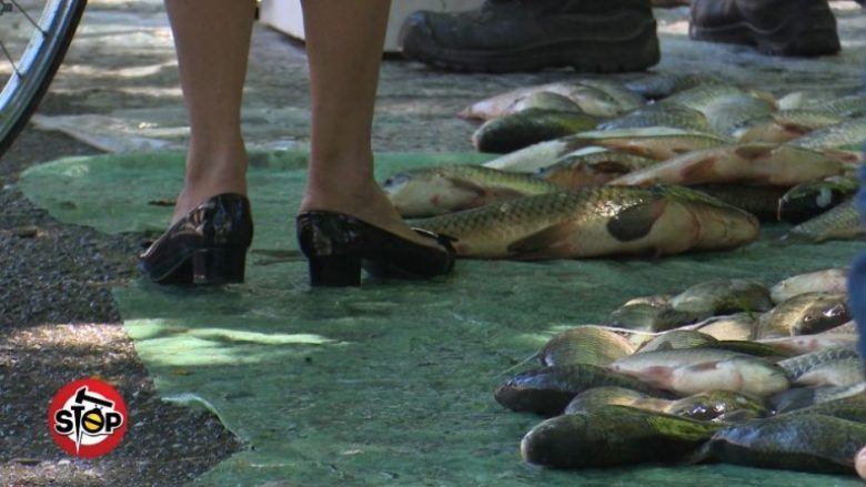 Peshku e mishi në Shkodër, shiten në rrugë (Foto/Video)