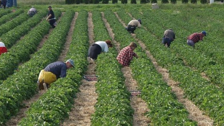 Të rinjtë duan punësim sezonal edhe në Kosovë