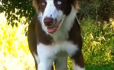 Reagimi i çuditshëm i qenit, që ngrëni kërpudha ‘magjike’ (Video)