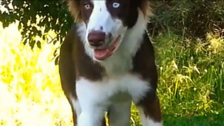 Reagimi i çuditshëm i qenit, që ngrëni kërpudha ‘magjike’ (Video)