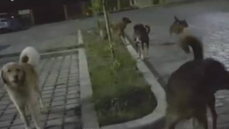 Qentë endacakë sulmojnë vozitësin tek parku Gërmia në Prishtinë (Video)