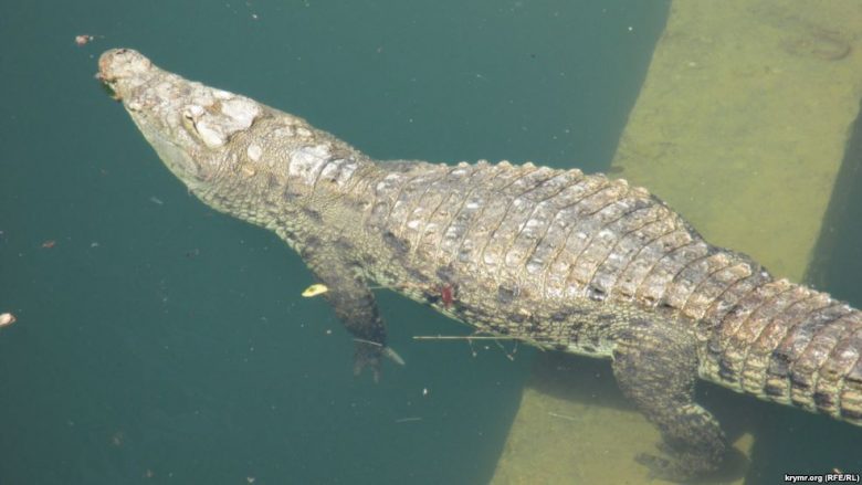 Orlando, aligatori e tërheqë një djalë në ujë, fillojnë kërkimet
