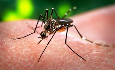 OBSH: Nuk ka rrezik të madh nga Zika gjatë Olimpiadës