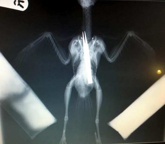 PIC FROM CATERS NEWS - (PICTURED: An X-ray of the tweezers inside the Jackdaw) - A young bird that swallowed a pair of TWEEZERS was saved after quick-thinking vets plucked them from him stomach. The greedy jackdaw wolfed down the metal tongs which x-rays revealed had stretched the full length of his body. Vets were concerned that the internal damage caused to the young bird would be too great but following a delicate hour-long procedure the jackdaw from Swadlincote, Derbyshire, is now on the mend. Wildlife vet Dr Bev Panto from RSPCA Stapeley Grange Wildlife Centre said: When I saw the x-rays and the size of the tweezers he had swallowed, I thought there was absolutely no chance this poor jackdaw could survive. SEE CATERS COPY.