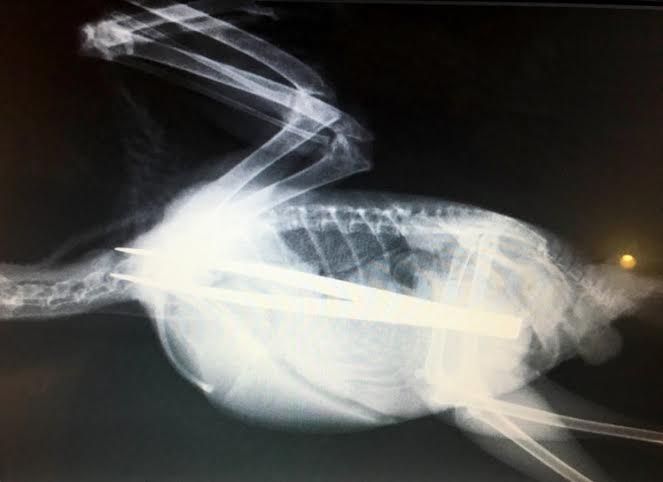 PIC FROM CATERS NEWS - (PICTURED: An X-ray of the tweezers inside the Jackdaw) - A young bird that swallowed a pair of TWEEZERS was saved after quick-thinking vets plucked them from him stomach. The greedy jackdaw wolfed down the metal tongs which x-rays revealed had stretched the full length of his body. Vets were concerned that the internal damage caused to the young bird would be too great but following a delicate hour-long procedure the jackdaw from Swadlincote, Derbyshire, is now on the mend. Wildlife vet Dr Bev Panto from RSPCA Stapeley Grange Wildlife Centre said: When I saw the x-rays and the size of the tweezers he had swallowed, I thought there was absolutely no chance this poor jackdaw could survive. SEE CATERS COPY.