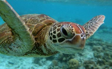 Breshkat e detit po vdesin nga herpesi dhe për këtë i keni fajet JU!