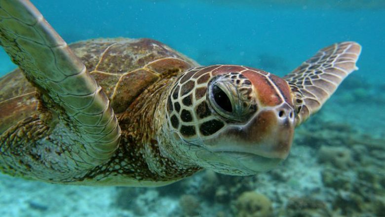 Breshkat e detit po vdesin nga herpesi dhe për këtë i keni fajet JU!