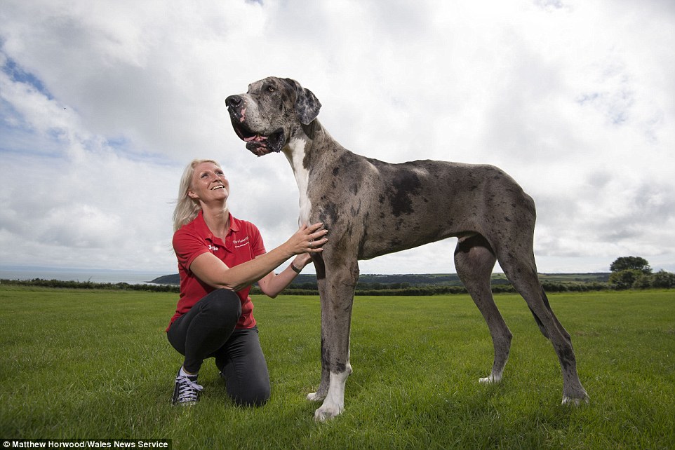 A është ky qeni më i gjatë në botë foto 2