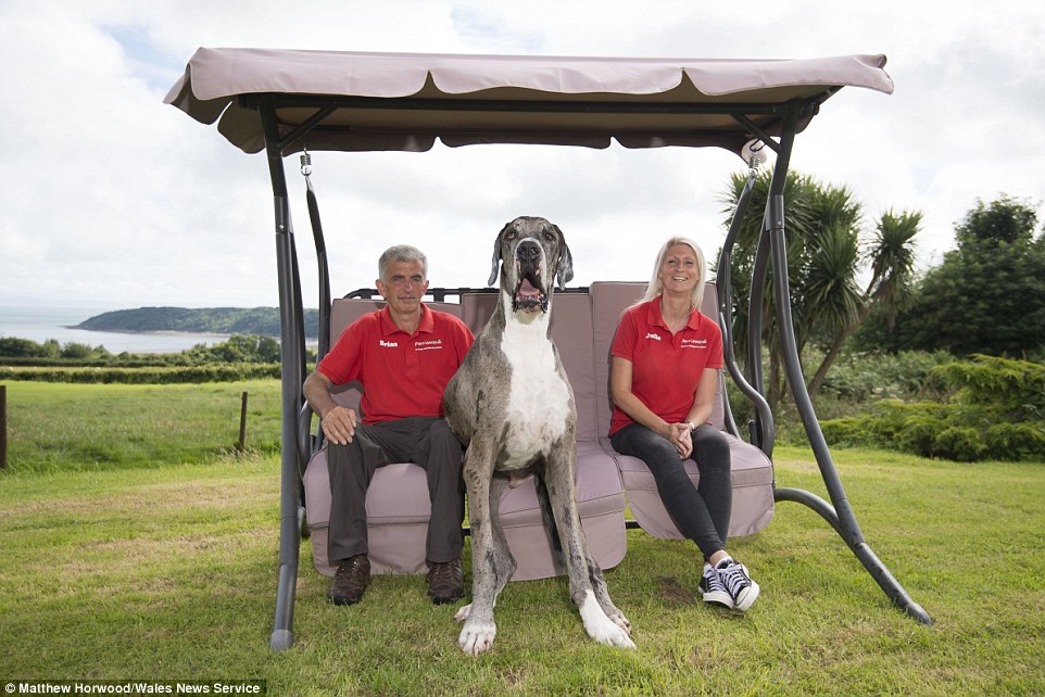 A është ky qeni më i gjatë në botë foto 3
