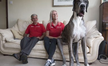 A është ky qeni më i gjatë në botë? (Foto/Video)