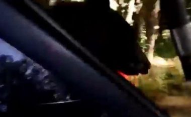 Shpëtohet ariu i mbyllur në veturë (Video)