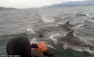 Shikoni se si 30 delfinë shoqërojnë varkën e peshkimit (Video)