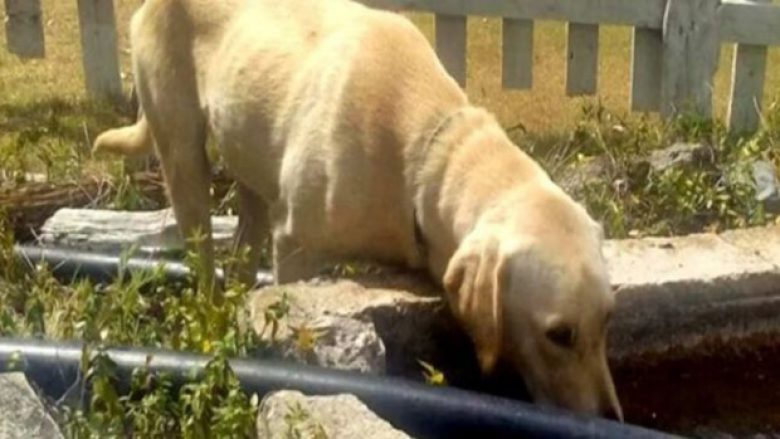 Ohër, qeni lëndohet me sëpatë, ofrohet shpërblim për arrestimin e personit përgjegjës (Foto)