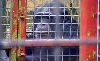 Kushte mizore për kafshët në kopshtin zoologjik në Manastir, OIPA kërkon mbyllje