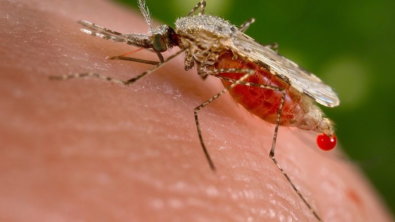 Vdes nga malaria një shtetas i Maqedonisë, është sëmurë në Afrikë