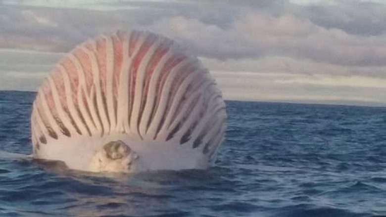 Peshkatari gjeti ‘përbindëshin jashtëtokësor’ duke lëvizur nëpër det (Foto)