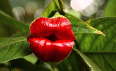 Puthja e nënës natyrë: Lulja e buzëve njerëzore magjeps botën!