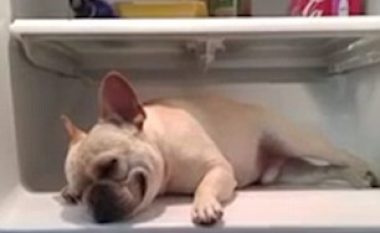 Qeni simpatik futet në frigorifer që të freskohet (Video)