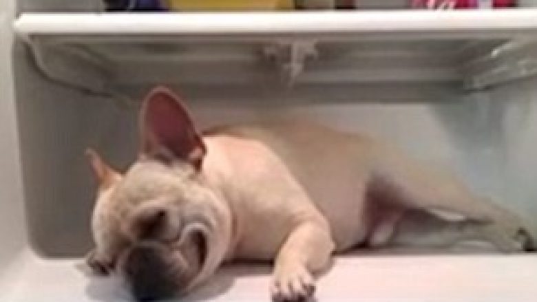 Qeni simpatik futet në frigorifer që të freskohet (Video)