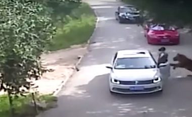 Shikoni se si tigri tërheq zvarrë gruan në një park (Video, +18)