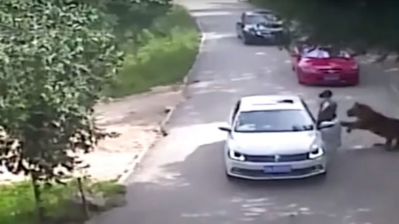 Shikoni se si tigri tërheq zvarrë gruan në një park (Video, +18)