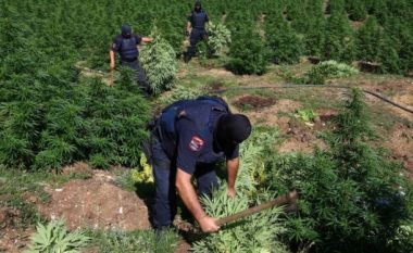 Raporti i OKB për drogën: Shqipëria si Kolumbia për prodhimin e kanabisit