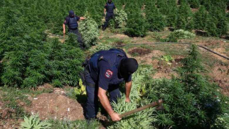 Raporti i OKB për drogën: Shqipëria si Kolumbia për prodhimin e kanabisit