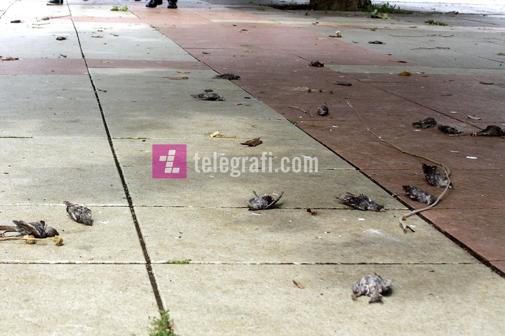 fotolajm - zogje te ngordhur nga shiu ne prishtine - foto ridvan slivova (3)