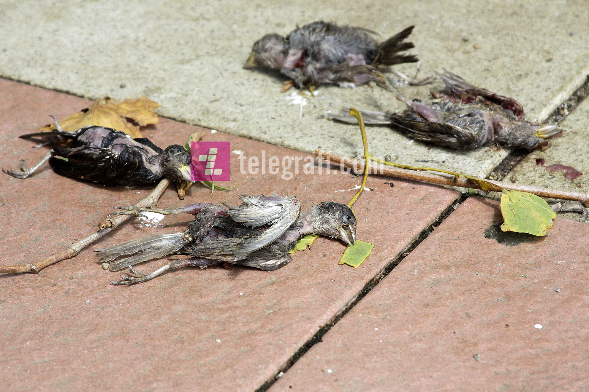 fotolajm - zogje te ngordhur nga shiu ne prishtine - foto ridvan slivova (4)