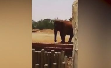 Elefanti mbyt një fëmijë në kopshtin zoologjik (Video)