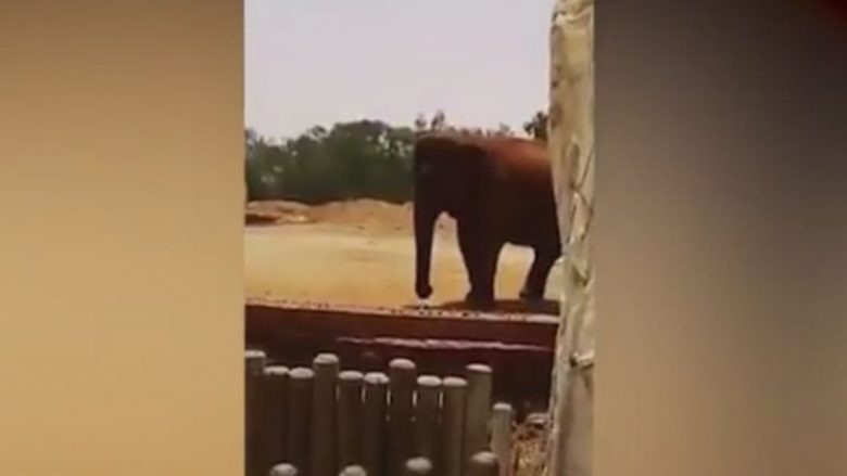 Elefanti mbyt një fëmijë në kopshtin zoologjik (Video)