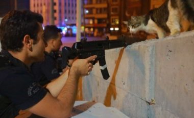 Macja sfidon grusht shtetin në Turqi, fotoja bën xhiron e botës