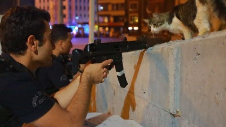 Macja sfidon grusht shtetin në Turqi, fotoja bën xhiron e botës