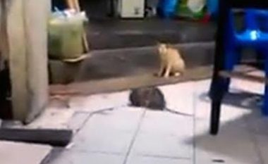 Minjtë përleshen, macja frikace veç i shikon (Video)