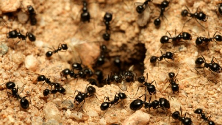 Receta për zhdukjen e milingonave